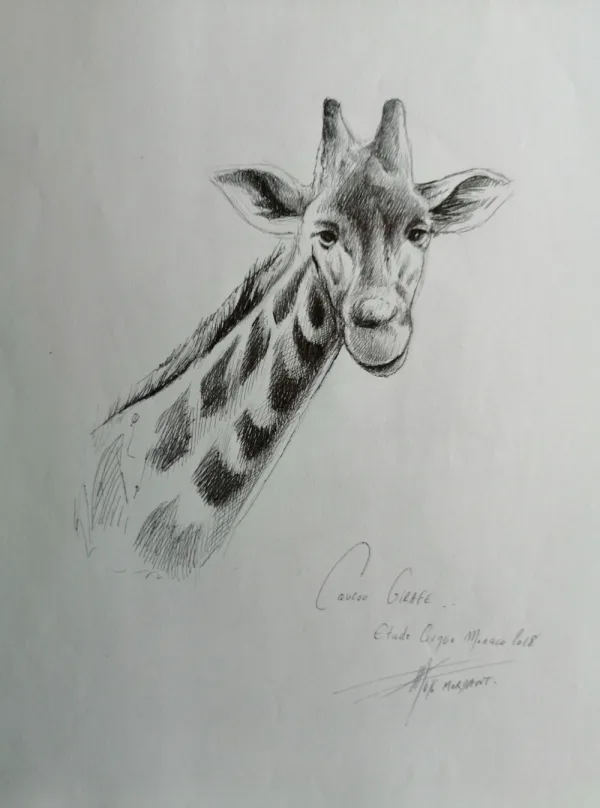 "Étude Portrait de Girafe" par l'artiste Thierry Mordant.