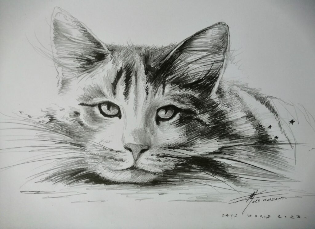 Chat croquis 9 — Black & White pencils — 2023 — Undefined format — by Thierry Mordant