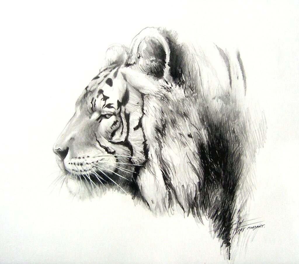 Tigre Profile — Black&white colors — 2008 — Undefined format — By Thierry Mordant